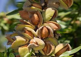 تصویر 1 از خرید ویژه بادام شاهرودی با پوست  + قیمت استثنایی